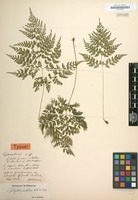 Type of Cystopteris sudetica A.Braun & Milde [family POLYPODIACEAE]