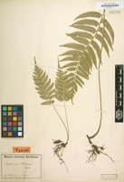 Type of Asplenium wichurae Mett. [family POLYPODIACEAE]