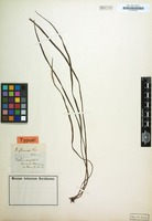 Type of Vittaria flexuosa Fée [family POLYPODIACEAE]