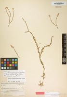 Isotype of Lycopodium ophioglossoides var. rubricaule Lam. [family LYCOPODIACEAE]