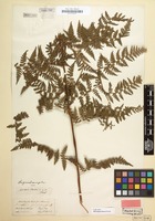 Original material of Microlepia hancei Prantl [family POLYPODIACEAE]