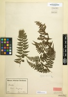 Type of Microlepia hancei Prantl [family POLYPODIACEAE]