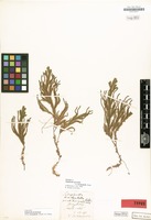 Syntype of Selaginella atroviridis var. trachyphylla Warb. [family SELAGINELLACEAE]