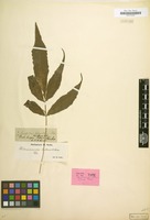 Isotype of Acrostichum heteroclitum C.Presl [family POLYPODIACEAE]