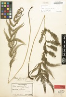 Holotype of Pteris oshimensis Hieron. [family POLYPODIACEAE]
