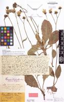 Lectotype of Hieracium sommerfeltii subsp. crinicaesium Schack&Zahn [family COMPOSITAE]