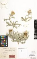 Holotype of Centaurea demirizii Wagenitz [family COMPOSITAE]