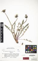 Isotype of Taraxacum irrigatum Kirschner & Stepánek [family COMPOSITAE]