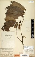 Type of Tetrastemma sessiliflorum Mildbr. & Diels [family ANNONACEAE]