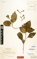 Type of Thamnojusticia grandiflora Mildbr. [family ACANTHACEAE]