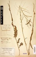 Type of Sisymbrium capense var. latifolium Sond. [family CRUCIFERAE]
