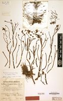Isotype of Portulaca foliosa Ker Gawl. [family PORTULACACEAE]