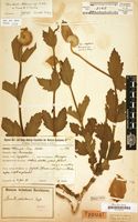 Type of Clematis uhehensis Engl. [family RANUNCULACEAE]