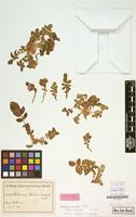 Isotype of Solanum acaule Bitter [family SOLANACEAE]