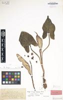 Holotype of Arum facchinii Porta [family ARACEAE]