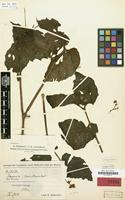 Type of Begonia torricellensis Warb. [family BEGONIACEAE]