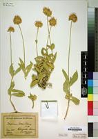 Type of Gomphrena trollii Suess. [family AMARANTHACEAE]