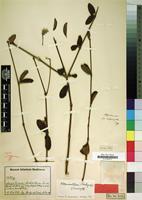 Type of Alternanthera markgrafii Suess. ex Markgr. [family AMARANTHACEAE]