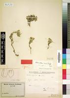 Type of Alternanthera cana Suess. [family AMARANTHACEAE]