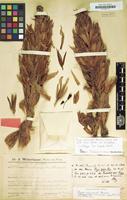 Lectotype of Puya raimondii Harms [family BROMELIACEAE]