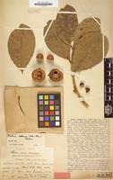 Type of Labatia hotteana Urb. & Ekman [family SAPOTACEAE]