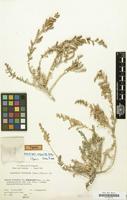 Type of Kalidiopsis wagenitzii Aellen [family CHENOPODIACEAE]