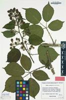 Holotype of Rubus carduelis Matzk. [family ROSACEAE]