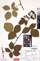 Isotype of Rubus amisiensis H.E.Weber [family ROSACEAE]