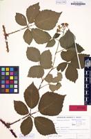 Isotype of Rubus noltei H.E.Weber [family ROSACEAE]