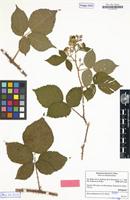 Isotype of Rubus xiphophorus H.E.Weber [family ROSACEAE]