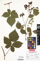 Holotype of Rubus stohrii H.E.Weber & Ranft [family ROSACEAE]