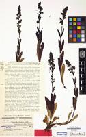Type of Veronica gentianoides var. pontica Hausskn. & Bornm. [family SCROPHULARIACEAE]