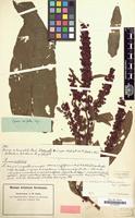 Type of Rumex cristatus Wall. [family POLYGONACEAE]