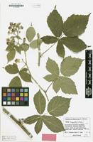 Holotype of Rubus foersteri Matzk. [family ROSACEAE]