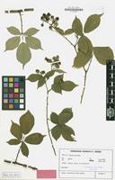 Isotype of Rubus conothyrsoides H.E.Weber [family ROSACEAE]