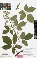 Holotype of Rubus pedica Matzk. [family ROSACEAE]
