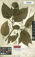 Isosyntype of Adina indivisa Lace [family RUBIACEAE]