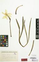 Isotype of Narcissus x andorranus Fern.Casas [family AMARYLLIDACEAE]