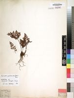 Filed as Cheilanthes quadripinnata (Forssk.) Kuhn [family PTERIDACEAE]