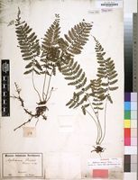 Filed as Asplenium preussii Hieron. [family ASPLENIACEAE]