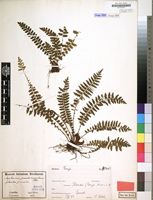 Filed as Asplenium protensum var. pseudohorridum Hieron. [family ASPLENIACEAE]