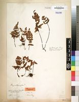 Filed as Cheilanthes inaequalis Kunze [family PTERIDACEAE]