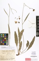 Type? of Hieracium dollineri subvar. angustisquamum Touton [family COMPOSITAE]