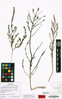 Isotype of Suaeda sibirica Lomon. & Freitag [family CHENOPODIACEAE]