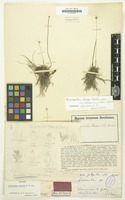 Type of Eriocaulon bauri N.E.Br. [family ERIOCAULACEAE]