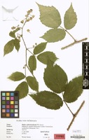 Isotype of Rubus schleicheriformis W.Jansen [family ROSACEAE]