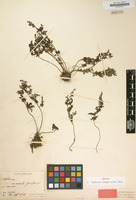 Isotype of Asplenium anogrammoides Christ [family POLYPODIACEAE]