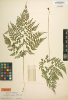Type of Cystopteris sudetica A.Braun & Milde [family POLYPODIACEAE]