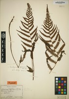 Type of Athyrium oshimense Christ [family POLYPODIACEAE]