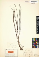 Original material of Vittaria flexuosa Fée [family POLYPODIACEAE]
